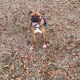 Stella - Boxer