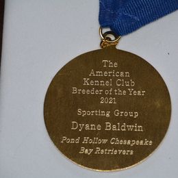 Chesapeake Bay Retriever All Grown Up from Pond Hollow Chesapeakes