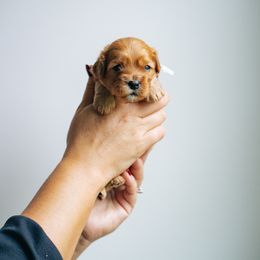 Light blue collar - Red male Cavapoo puppy in Duncan, South Carolina from Abner Creek Poodles & Doodles