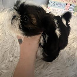 Eli - Black gold and white male Shih Tzu puppy in Tenino, Washington from Fantasy Realm Shih Tzus