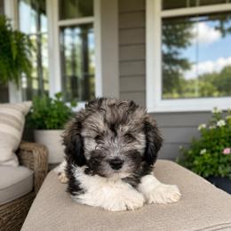 Moosey - Black and silver male Havanese puppy in Franklinton, North Carolina from Happytailspuppies