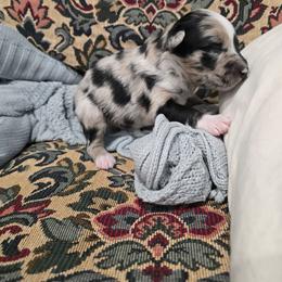 Robin Hood - Blue merle male Australian Shepherd puppy in Wrightsville, Georgia from Wild Magnolia Farms Aussies