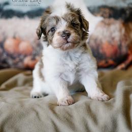 Sweet Dumpling - Merle female Schnoodle puppy in Grove, Oklahoma from Grand Lake Poodles & Doodles