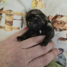 Brody - Fawn male Pug puppy in Broadway, Virginia from Colebrook Posh Pugs