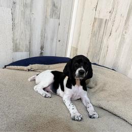 Black and white female - Black and white female German Shorthaired Pointer puppy in Caro, Michigan from Freemans' GSP's