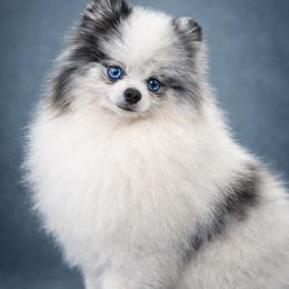Grayson - Pomeranian