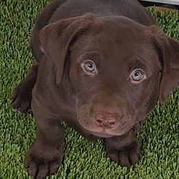 Girl 1 - Labrador Retriever puppy in Sagle, Idaho from Little Shadow Retrievers