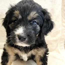 Boy 7 - Tri-color Bernedoodle puppy in Murray, Utah from Bernepups