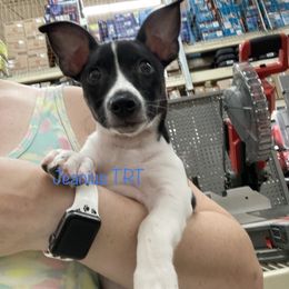 Teddy Roosevelt Terrier Puppies from Jeanius Kennel