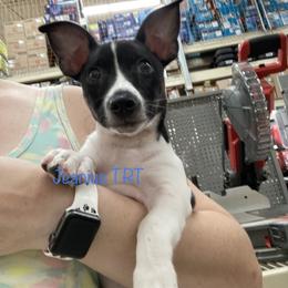 Teddy Roosevelt Terrier Puppies from Jeanius Kennel