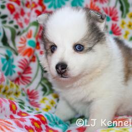 Erling - Gray and white male Pomsky puppy in Centerville, Iowa from LJ Kennels Pomskies, LLC
