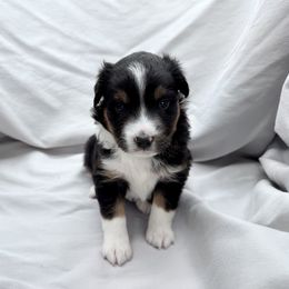Rambo - Black tri male Toy Australian Shepherd puppy in Bly, Oregon from Apacheblus Toy Aussies