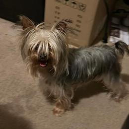 Jasmine - Yorkshire Terrier
