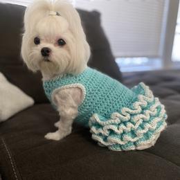 Maltese Puppies from B&O Maltese