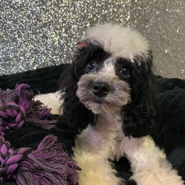 Jelly - Cockapoo