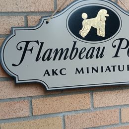 Poodles from Flambeau Poodles