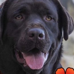 Golden Retrievers and Labrador Retrievers from Oak Breeze Retrievers
