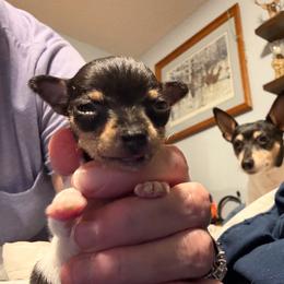 Baby B1B - White black and tan female Toy Fox Terrier puppy in Clermont, Florida from Debbie Hiles's Toy Fox Terriers