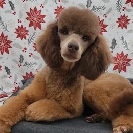 Angus - Poodle