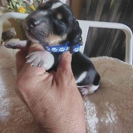 Dachshund Puppies from Witchy Woman’s Wiener’s