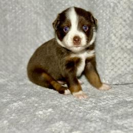 Cupid - Red tri male Toy Australian Shepherd puppy in Lincoln, California from Country Dreams Mini Aussies