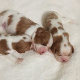 Cavalier King Charles Spaniel Puppies from Hawthorn Cavaliers