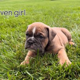 Raven - Fawn female Bulldog puppy in Hemlock, Michigan from Brady English Bulldogs