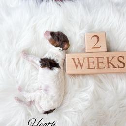 Heath - Parti male Goldendoodle puppy in from Pink Poodles and Doodles
