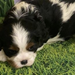 Cavalier King Charles Spaniels, Cavapoos, and Poodles from Maria's Pups