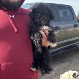 Merlin - Black and white male Aussiedoodle puppy in Hopkins, Missouri from Mowry Creek Mini Aussiedoodles and More