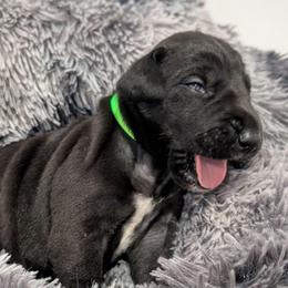 Echo - Black and white female Great Dane puppy in Brooksville, Florida from Follow My Lead Great Danes
