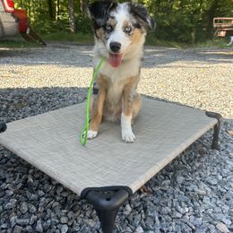 Miniature Australian Shepherd Puppies from Dusty Dogs Miniature Australian Shepherds