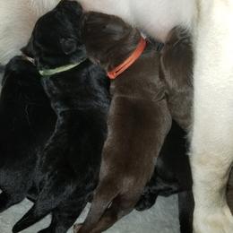 Labrador Retriever Puppies from Copper Creek Outfitters and Kennel