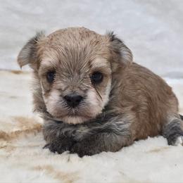 Cider - Gold male Morkie puppy in Monticello, Iowa from Ashley’s Puppies