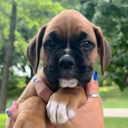 Denali - Fawn male Boxer puppy in Forest City, Iowa from Mt Valley Boxers