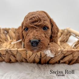 Swiss Roll - Red  female Goldendoodle puppy in Sunman, Indiana from Brunsman Country Doodles LLC