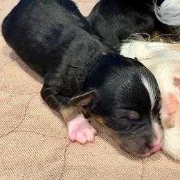 Carson - Black tri male Toy Australian Shepherd puppy in Bixby, Oklahoma from Roeboat Aussies
