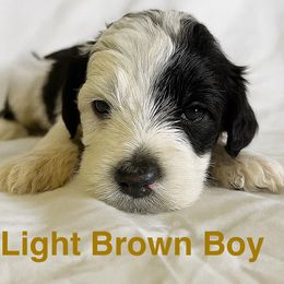 Boy 6 - male Portuguese Water Dog puppy in Vancouver, Washington from Portie Puppies