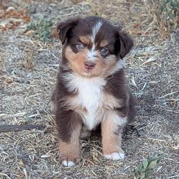 Haggis - Red merle male Toy Australian Shepherd puppy in Mountain Home, Idaho from LJK Boxers & Toy Aussies
