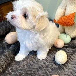 Maltese, Morkie, and Yorkshire Terrier Puppies from Cottonwood Maltese & Yorkies