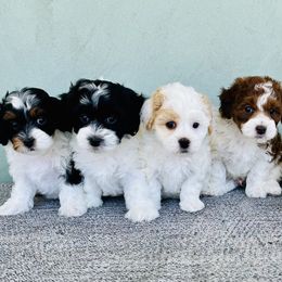 Cavapoo and Havapoo Puppies from Meadowlark Doodles
