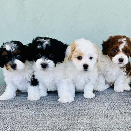 Cavapoo and Havapoo Puppies from Meadowlark Doodles