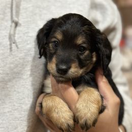 Girl 3 - Sable female Goldendoodle puppy in Gig Harbor, Washington from Sandy’s Goldendoodles