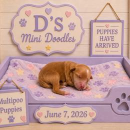 Girl 1 - Red  female Poodle puppy in Pawtucket, Rhode Island from Ds_minidoodles