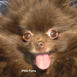 Shi Shi - Pomeranian