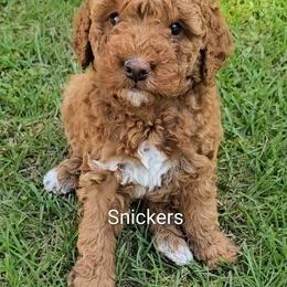 Snickers (green collar) - Red  male Goldendoodle puppy in Fayetteville, North Carolina from Frannie's Goldendoodle Puppies