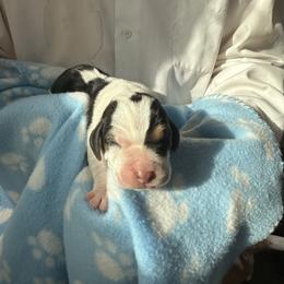 Boy 4 - Black brown and white male Basset Hound puppy in Las Animas, Colorado from J&D Dachsies