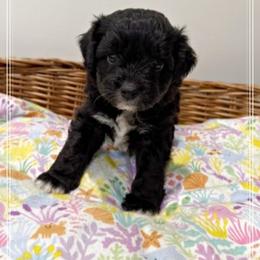 Girl 2 Aussie Doodle - Black female Miniature Australian Shepherd puppy in Pensacola, Florida from TNT MINI AUSSIES