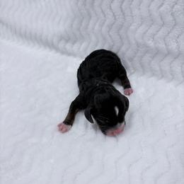 Pocket Beagle Male 3 - Black tan and white male Beagle puppy in Gentry, Arkansas from HC Puppy Ranch