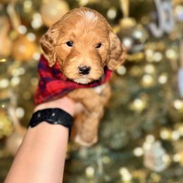 Goldendoodle Puppies from Duck River Goldendoodles